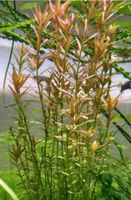 Rotala Stängelpflanze Aquariumpflanze Bayern - Gerbrunn Vorschau