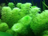 2 FÜR €1 AQUARIUM PFLANZEN! Hannover - Vahrenwald-List Vorschau