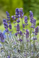 Lavendel, Pflanze Thüringen - Tonna Vorschau