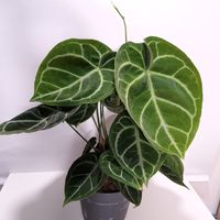 Anthurium crystallinum XL Bayern - Kirchseeon Vorschau