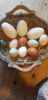 Eier von freilaufenden Hühnern/ Gänsen Nordrhein-Westfalen - Reichshof Vorschau