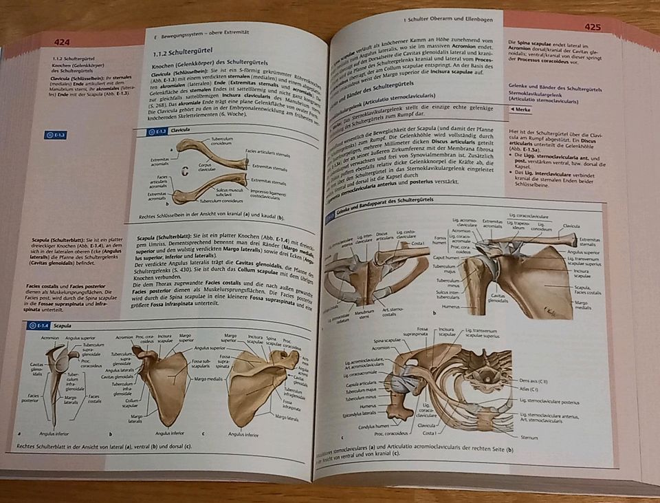Anatomie Buch mit CD MLP Duale Reihe Thieme in Aalen