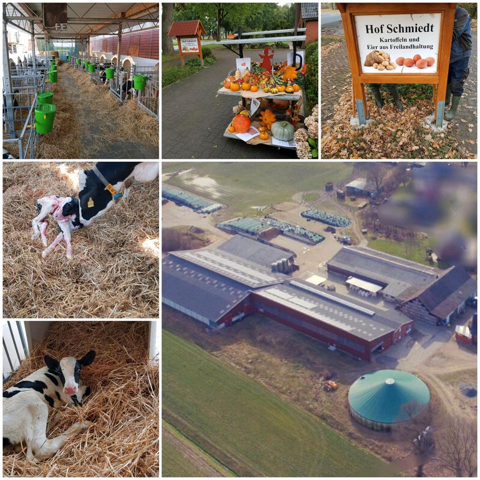 Landwirt/in (m/w/d), Herdenmanager/in, Mitarbeiter/in in Vollzeit in Geestland