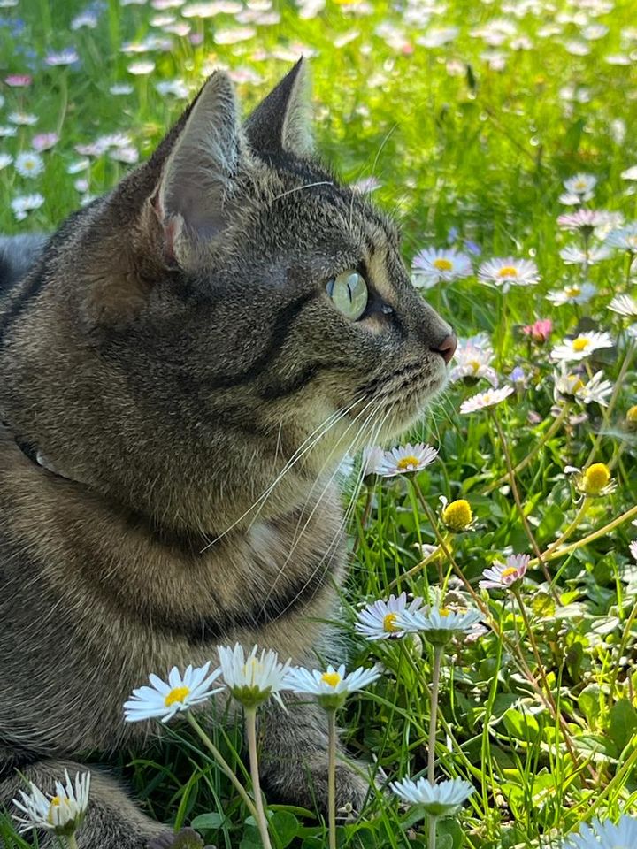 Katze vermisst in München