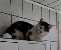 Suchen unseren Kater Pumba Nordrhein-Westfalen - Alsdorf Vorschau