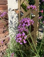 100 Eisenkraut Samen Verbena bonariensis Thüringen - Gotha Vorschau