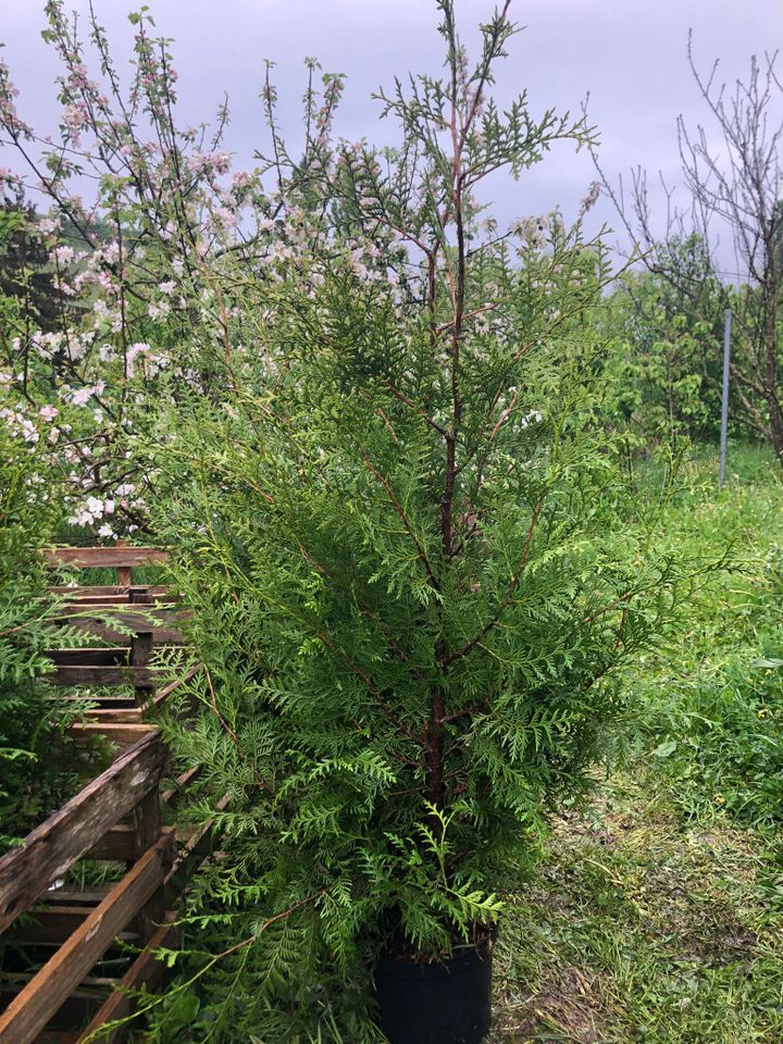 Schnellwachsende Hecke: Thuja Brabant 120-140 cm in Obersulm