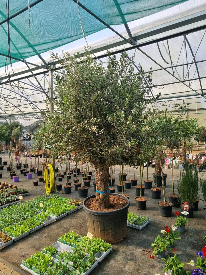 XXL Olivenbäume 'Oleander europaea' für 399€ - Direkt vom Gärtner! in Bad Zwischenahn