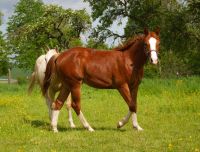 Toller Quarter Horse Jährlings Hengst Niedersachsen - Alfeld (Leine) Vorschau