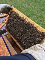 Bienen  Ableger / schwarm Niedersachsen - Bad Nenndorf Vorschau