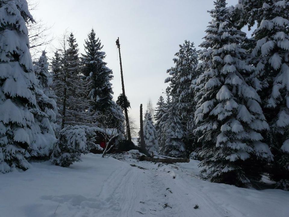 Baumfällung, Baumpflege, Baum fällen, Kaminholz, Schnittholz in Dresden