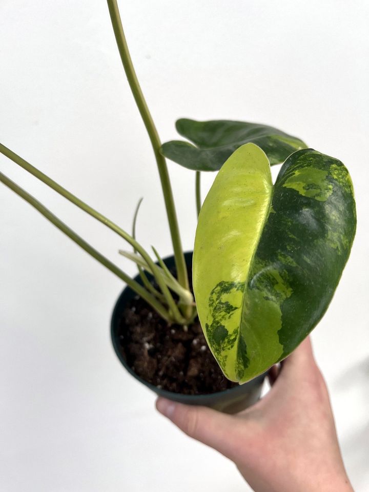 Philodendron Burle Marx Variegata - versch. Pflanzen in Hannover