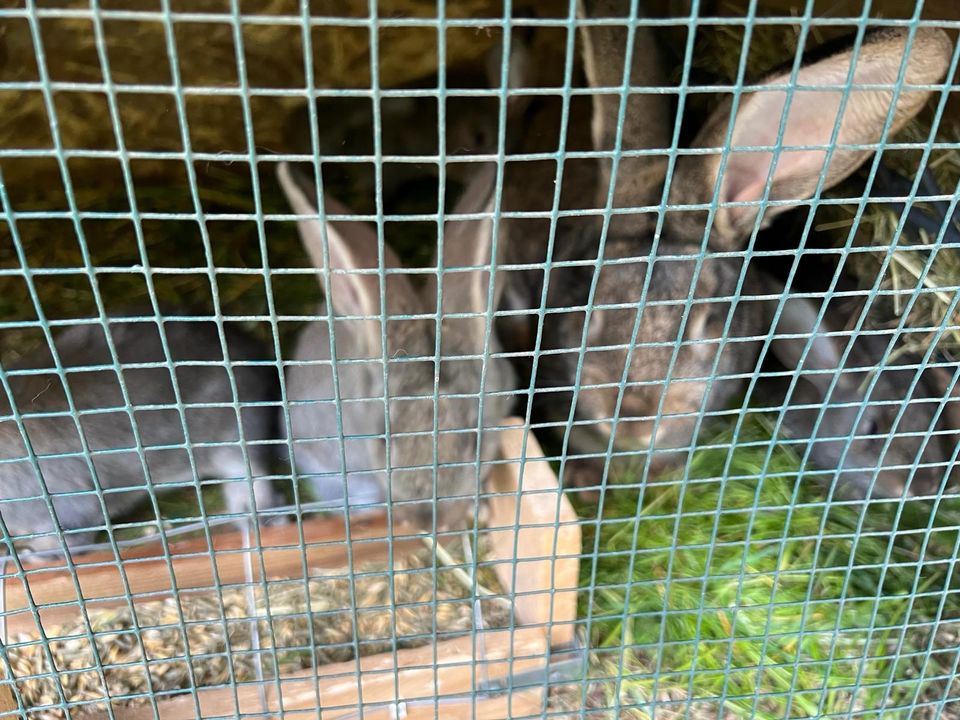 Deutscher Riese Hase/ Kaninchen in Tuttlingen