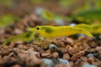 Yellow Fire Neocaridina Garnele DNZ Baden-Württemberg - Dürnau Vorschau