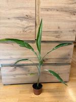 Musa Florida Variegata Zimmerpflanze Banane Dresden - Blasewitz Vorschau