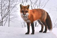 Tierkomunikation Nordrhein-Westfalen - Sassenberg Vorschau