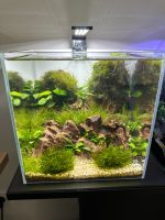 Aquarium 25x25x25 cm - 16L Nordrhein-Westfalen - Nettetal Vorschau