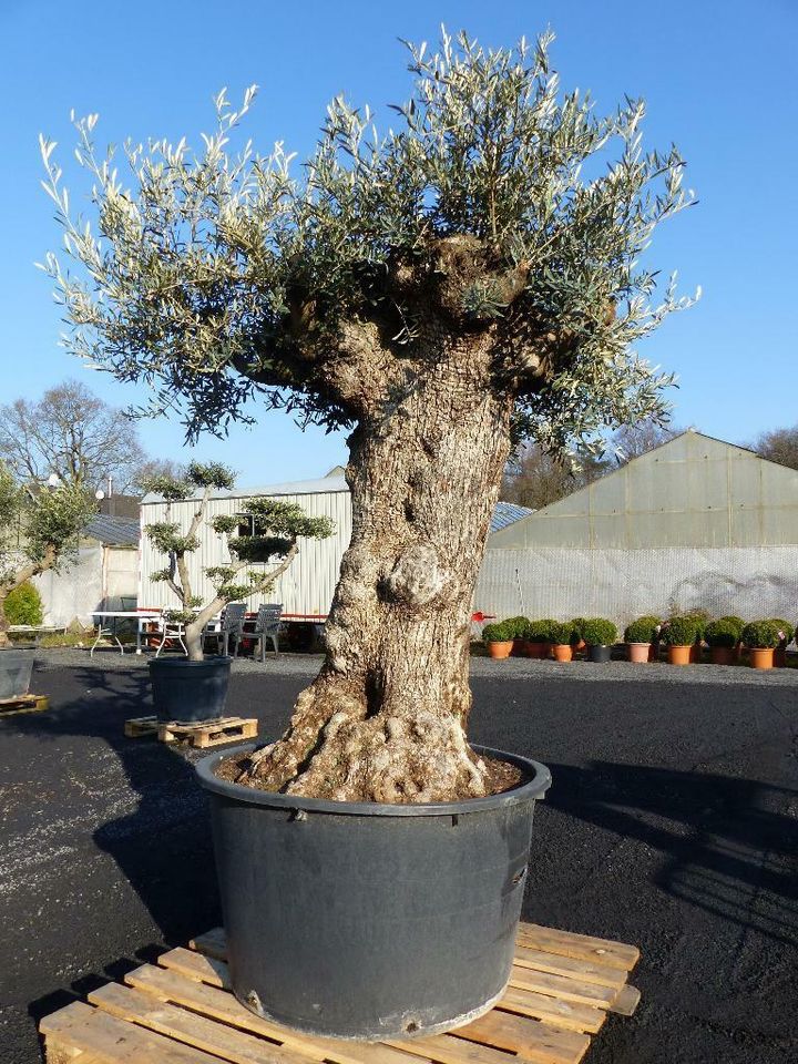 100 Jahre Olivenbaum Olive 200 - 250 cm, Olea Europaea in Goch