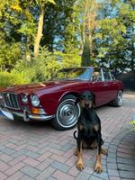 Jaguar XJ6 Serie 1 Niedersachsen - Badbergen Vorschau