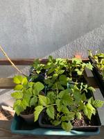 Himbeeren Jungpflanzen Nordrhein-Westfalen - Siegburg Vorschau