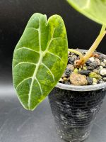 Alocasia Watsoniana Diff Aurea Variegata Bayern - Germering Vorschau