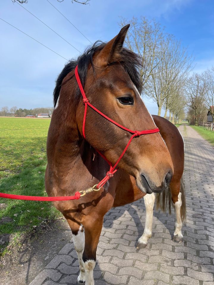 Lewitzer Stute 7 Jahre, Pony in Varrel