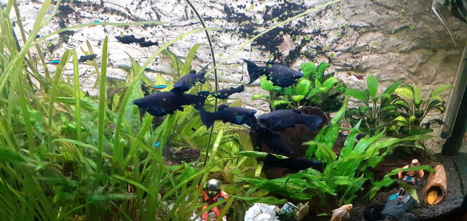 Aquarium Fische Black Molly Nachwuchs in Rehlingen-Siersburg