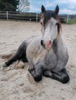 Welsh A Pony Wallach 5 Jahre alt Niedersachsen - Ahausen Vorschau