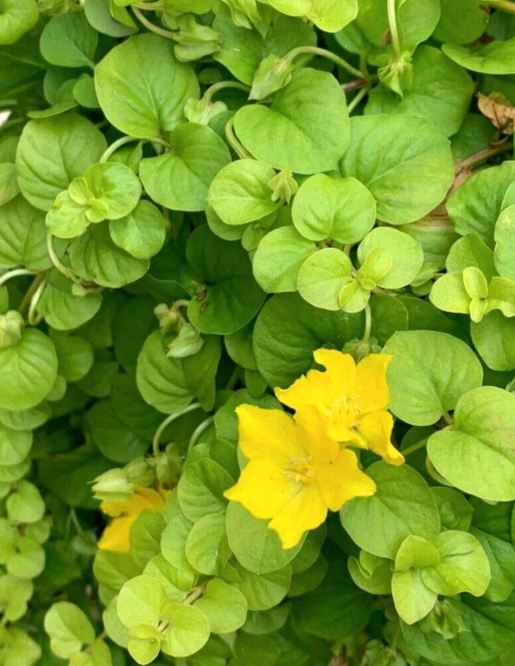 Pfennigkraut Lysimachia nummularia Bodendecker 10 Stck. in Kallmünz