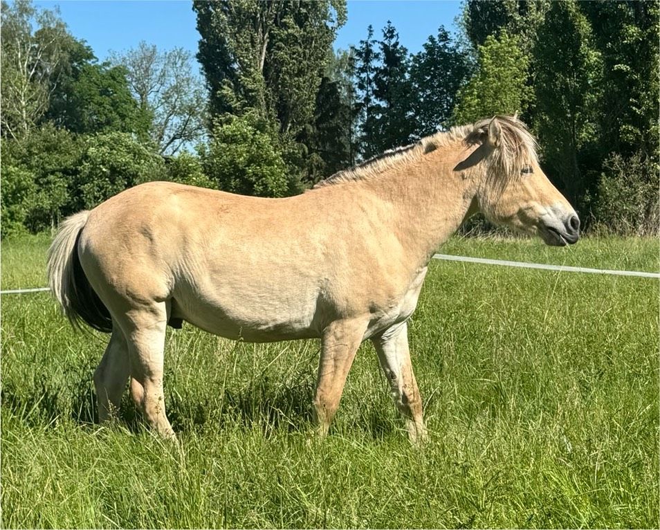 **braver, gut entwickelter, Fjord Pferd Hengst ** in Plaue