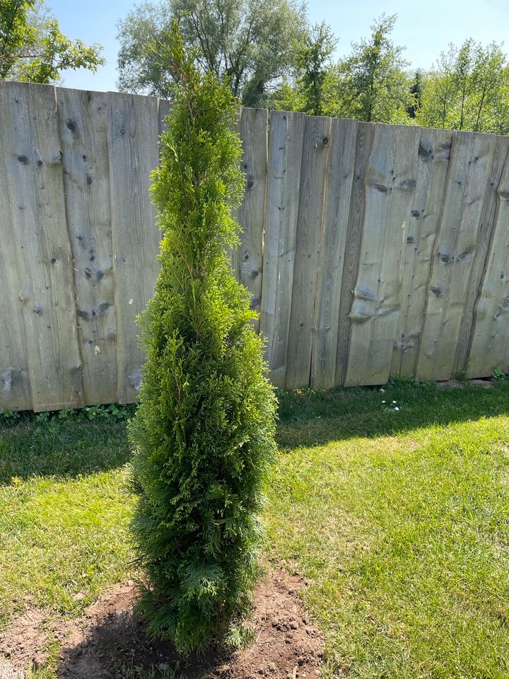 Lebensbaum/Thuja Smaragd 100/120 cm Baum/Tanne/Garten in Regenstauf