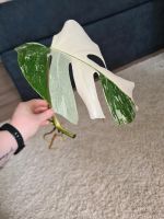 Monstera variegata Steckling Niedersachsen - Springe Vorschau