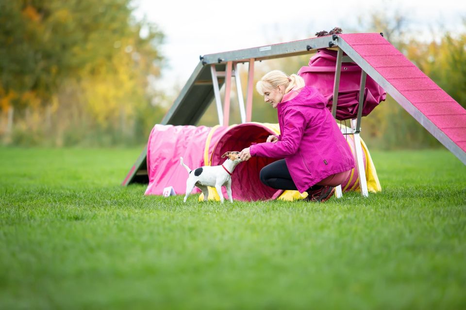 ❣️ AGILITY BASICS KURS - NEUER KURS  19.06 -  1  PLATZ FREI ❣️ in Braunschweig