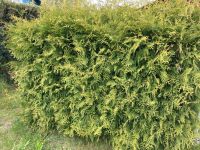 1,6 m hohe Thuja-Hecke zu verschenken Brandenburg - Gühlen Glienicke Vorschau