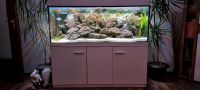 450 Liter Aquarium komplett inklusive Besatz und Technik Nordrhein-Westfalen - Herne Vorschau
