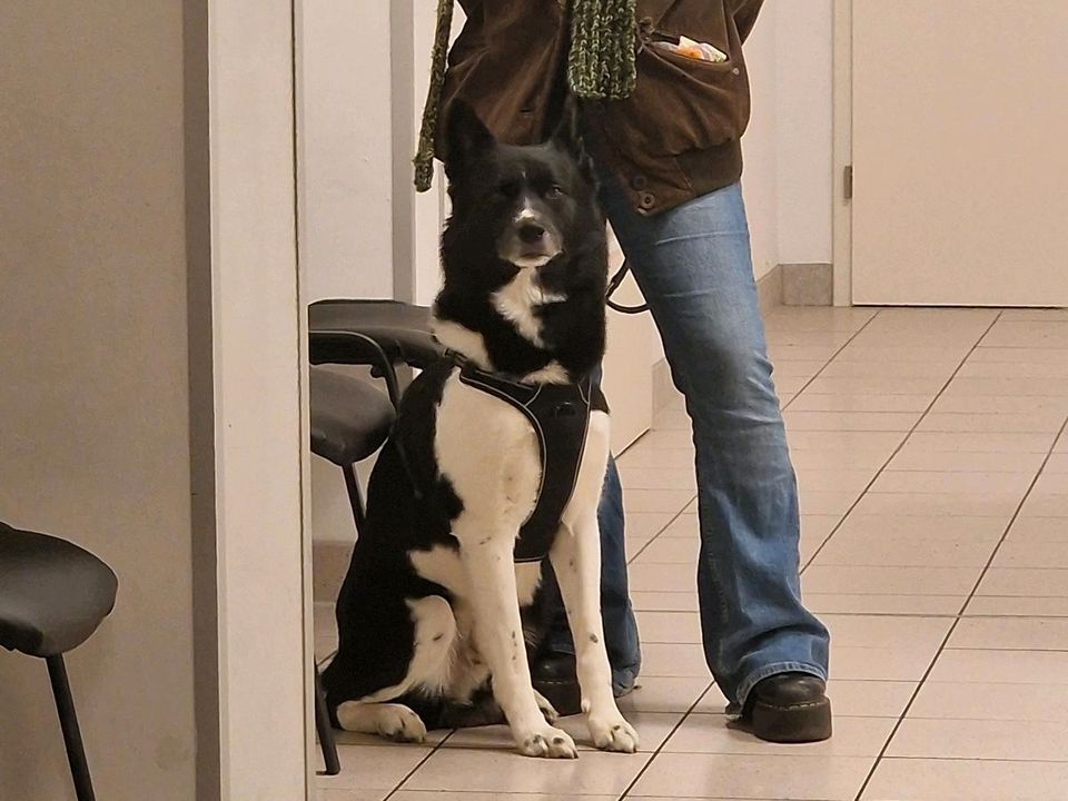 Schäferhund-Husky Mischlingshund sucht ein Zuhause im Grünen! in Berlin