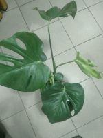 Monstera Fensterblatt Pflanze Deliciosa Dschungel Grünpflanze Hessen - Darmstadt Vorschau