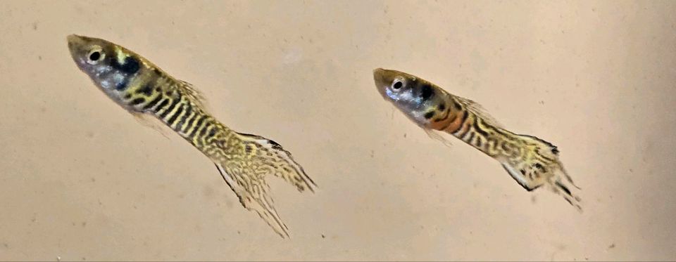 Tiger Endler Guppy in Steinheim