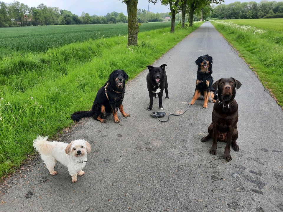 Dogwalking &Mobile Tierbetreuung in Ennigerloh