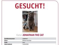 Bkh blau Jonathan The Cat gesucht bitte um Hilfe in Bad Essen Niedersachsen - Bad Essen Vorschau
