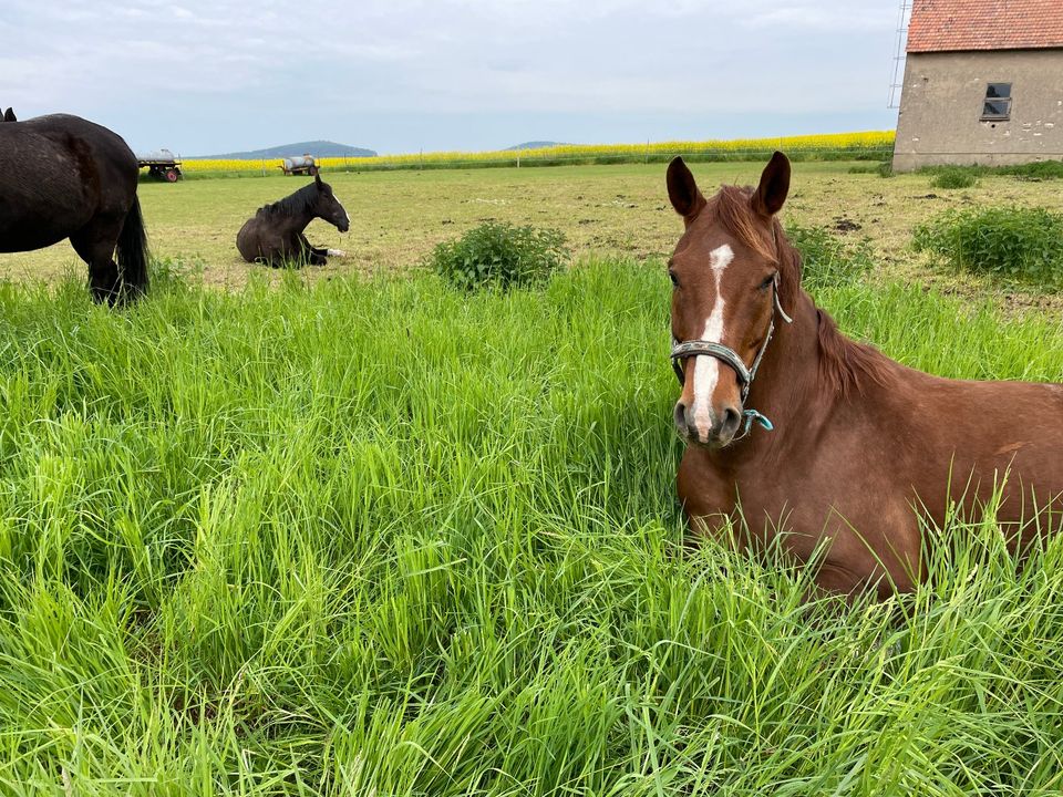 Einstellplatz Pferd in Steina