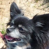 Suche Betreuung für 2 Kleinhunde (Urlaub und tageweise) Nordrhein-Westfalen - Zülpich Vorschau