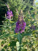 Sommerflieder Flieder Pflanze Bayern - Grassau Vorschau