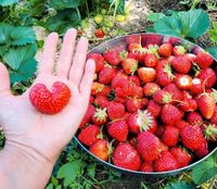 Erdbeerpflanzen, Bio Garten, Beerenobst, Beeren Niedersachsen - Moisburg Vorschau