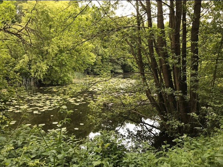 Tageskarte Angelkarte USLAR NORTHEIM GÖTTINGEN Gästekarte Fischen in Uslar