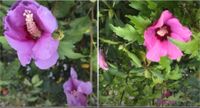 Hibiskus für draußen, mehrere vorhanden, lila/rosa Nordrhein-Westfalen - Unna Vorschau