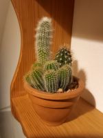 Kaktus in Tontopf • 3 Pflanzen Bayern - Leuchtenberg Vorschau