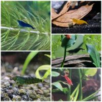 Garnelen / Zwerggarnelen Neocaridina fürs Aquarium Nordrhein-Westfalen - Mönchengladbach Vorschau