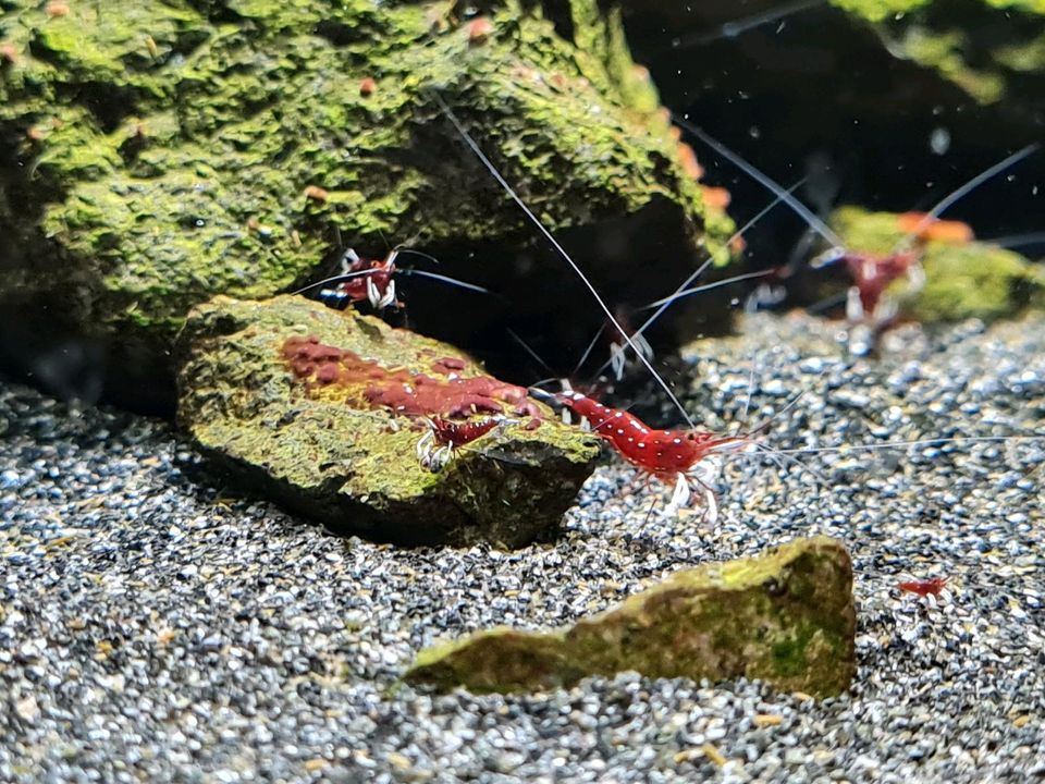 Kardinalsgarnelen ( Caridina Dennerli, Kein Versand) in Grainau