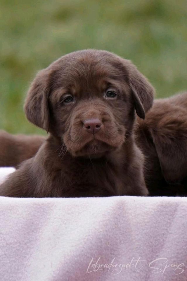 Labrador-welpen reinrassig in Seega